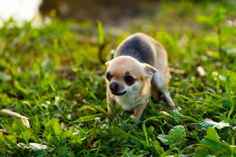 Chien stressé